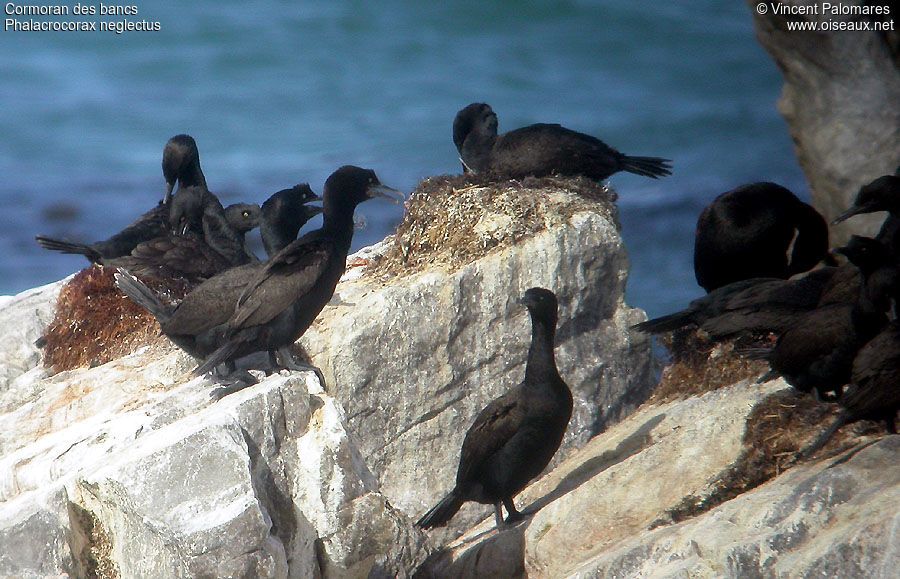 Cormoran des bancs