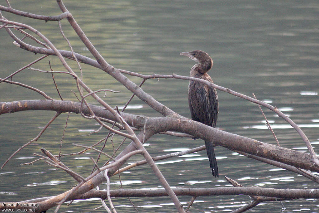Cormoran pygmée1ère année