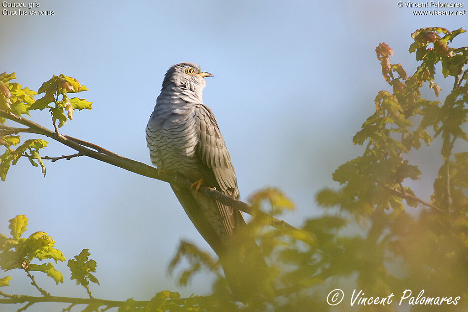 Common Cuckoo male adult