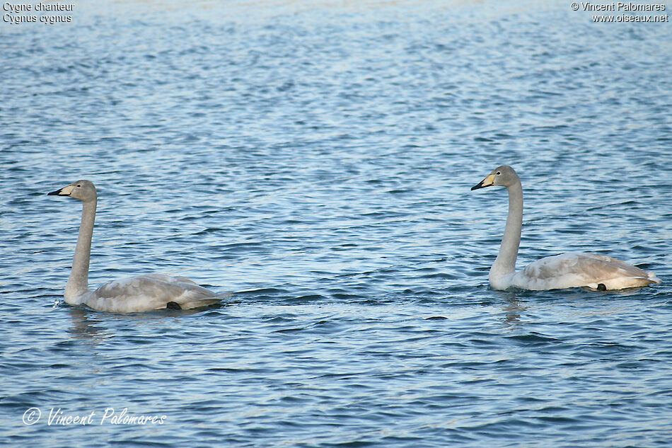 Cygne chanteurimmature