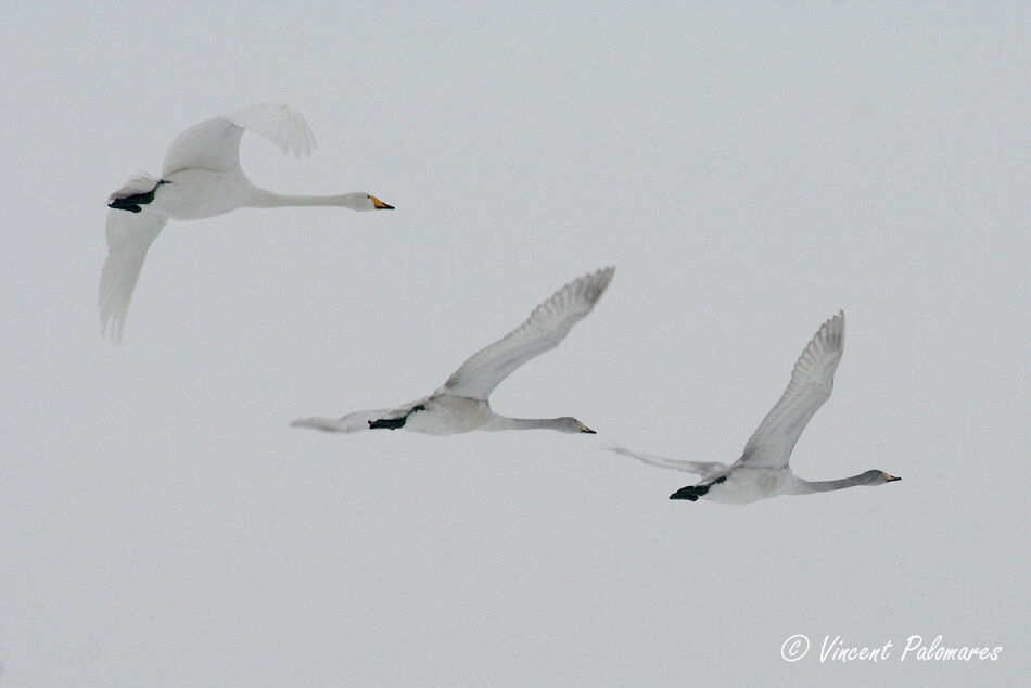 Whooper Swan