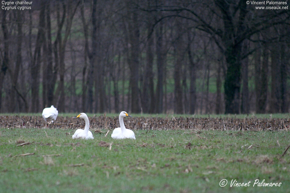 Whooper Swanadult