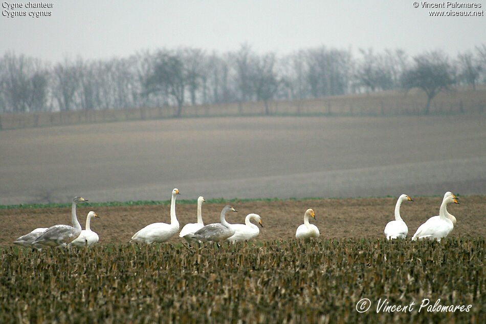 Cygne chanteur
