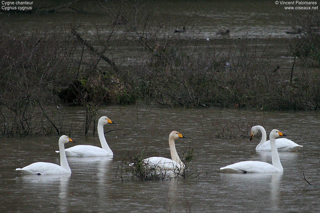 Cygne chanteur
