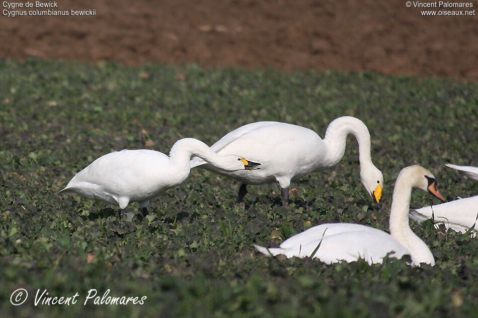 Tundra Swanadult