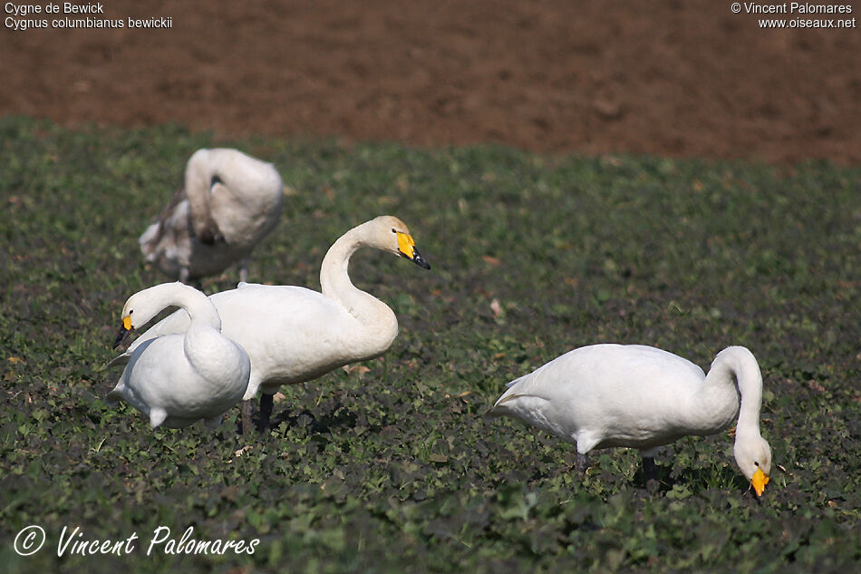 Cygne de Bewickadulte