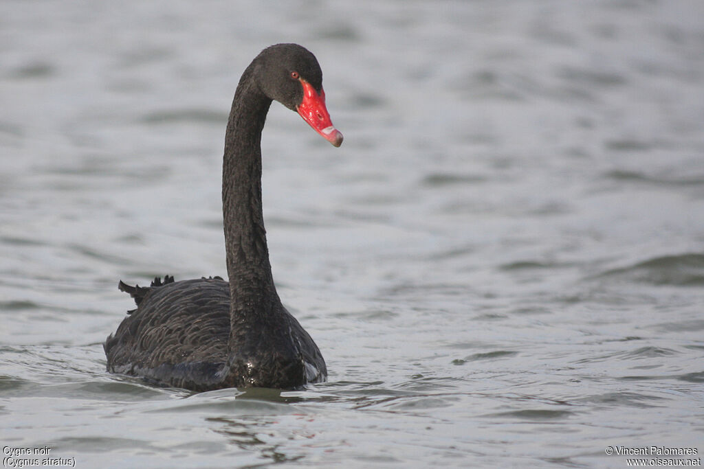 Black Swanadult