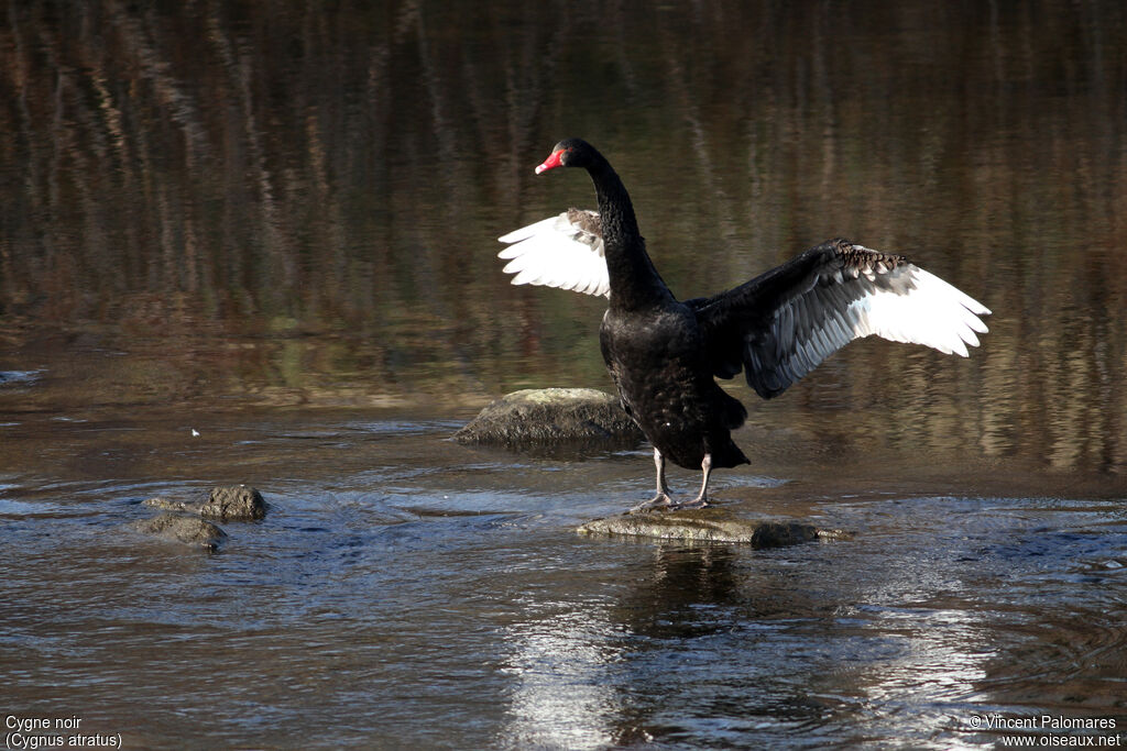 Black Swan