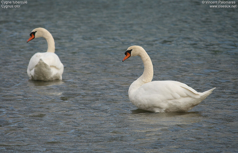 Cygne tuberculé