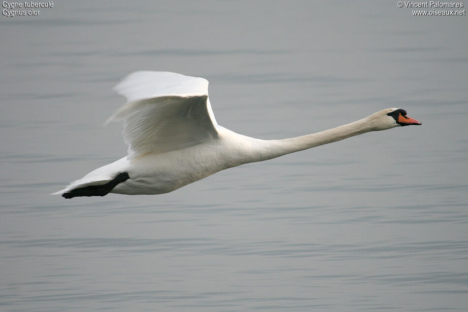 Mute Swanadult