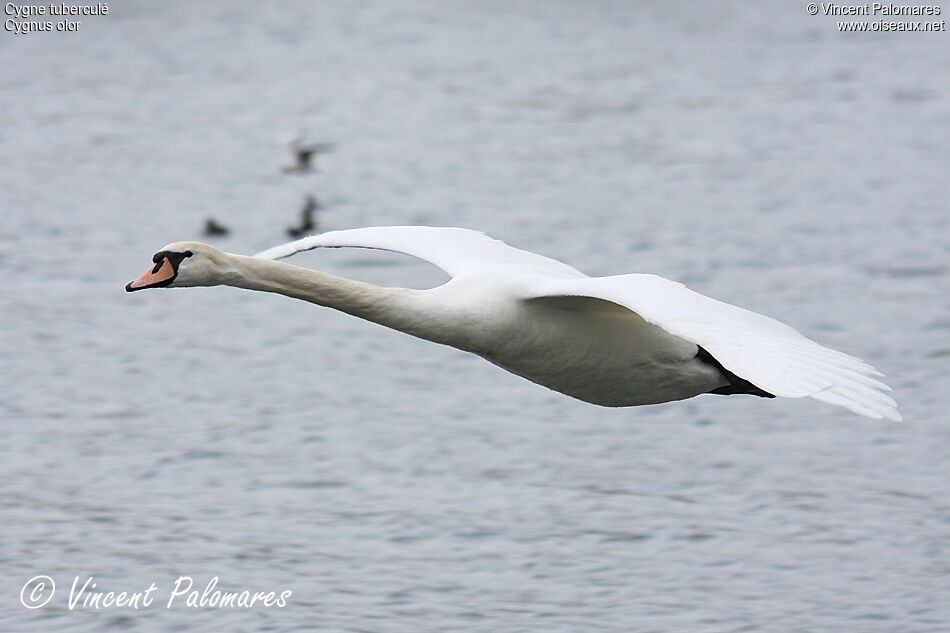 Cygne tuberculé