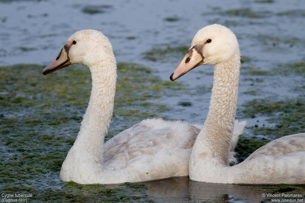Mute Swanjuvenile