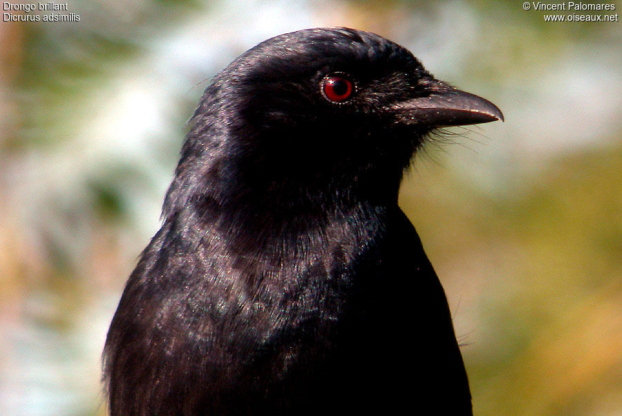 Fork-tailed Drongo