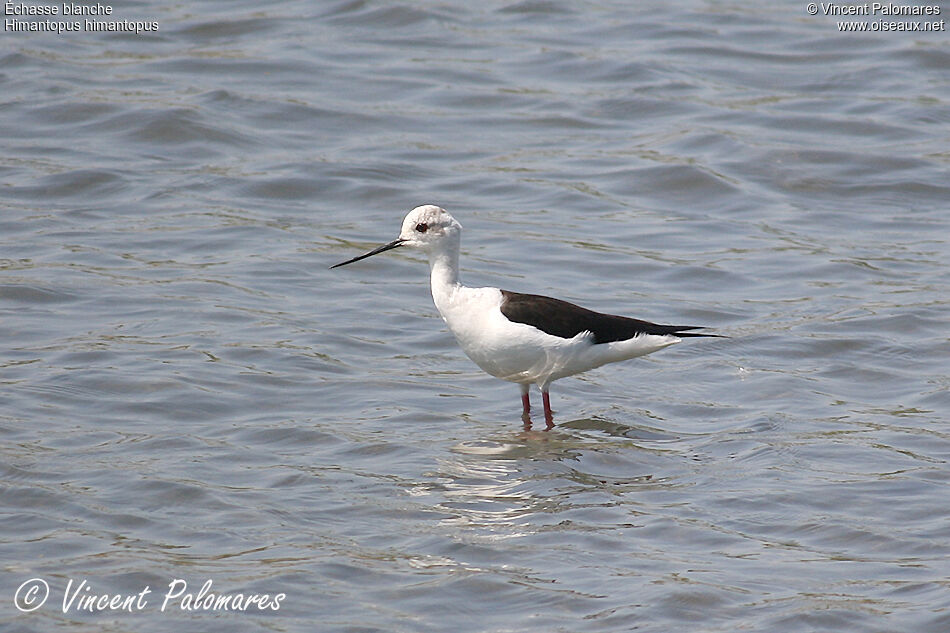 Black-winged Stilt