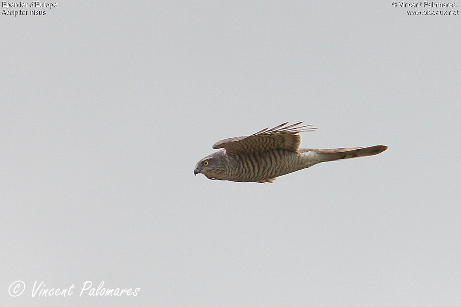 Eurasian Sparrowhawk