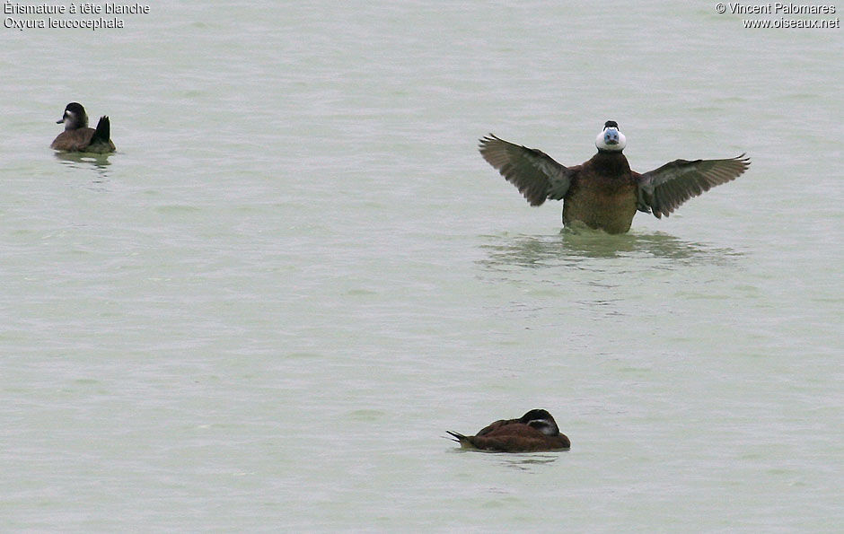 White-headed Duck