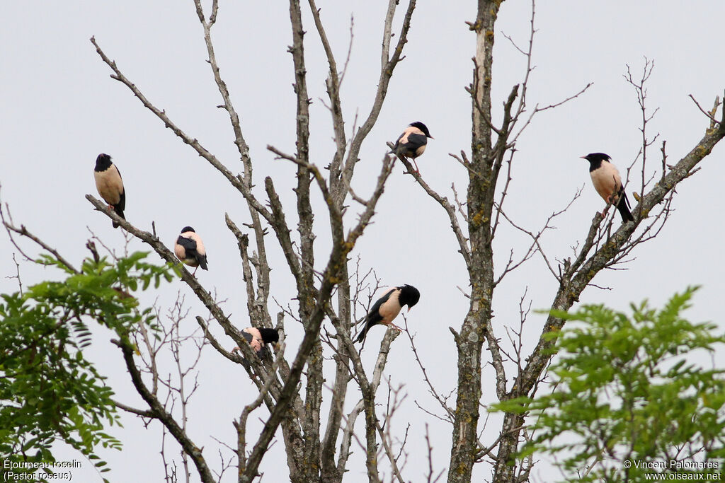 Rosy Starling