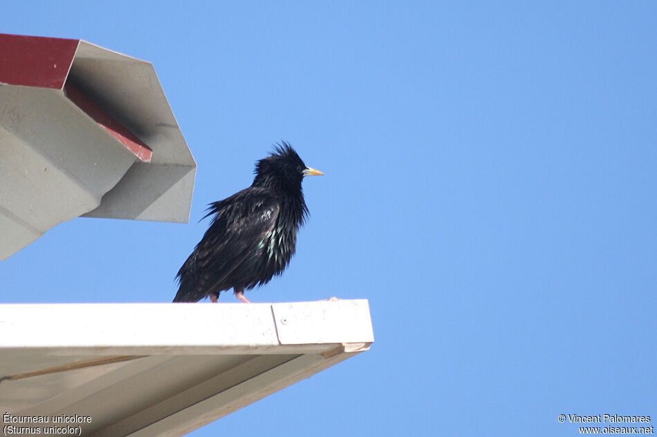 Spotless Starling