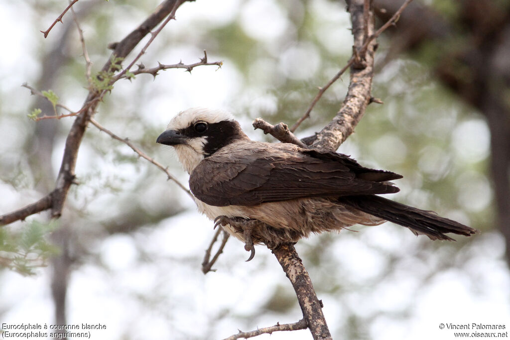 Southern White-crowned Shrike