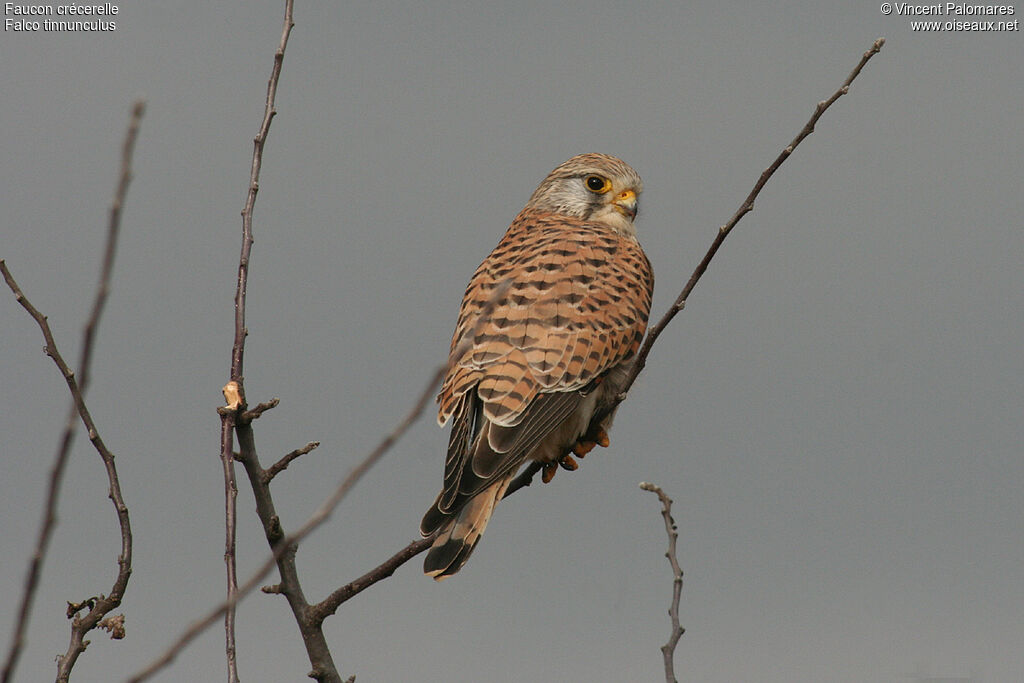 Common Kestrel