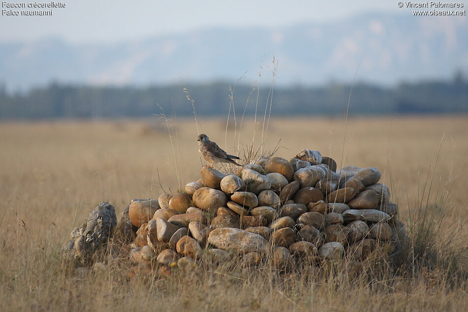 Lesser Kestrel