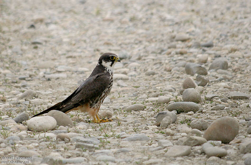 Faucon hobereauadulte, identification