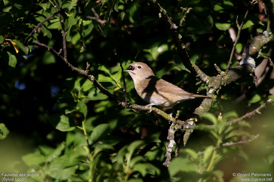 Fauvette des jardins