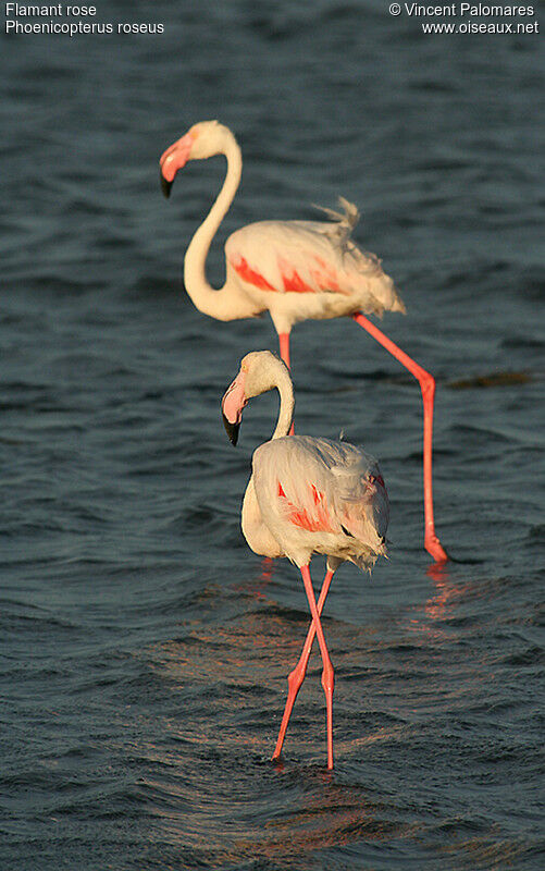 Greater Flamingo