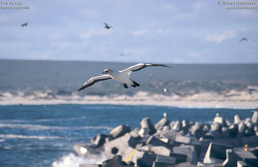 Cape Gannet