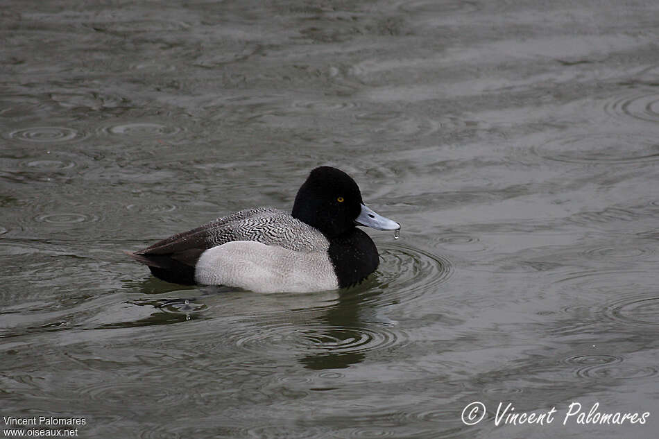 Lesser Scaup male adult breeding, pigmentation