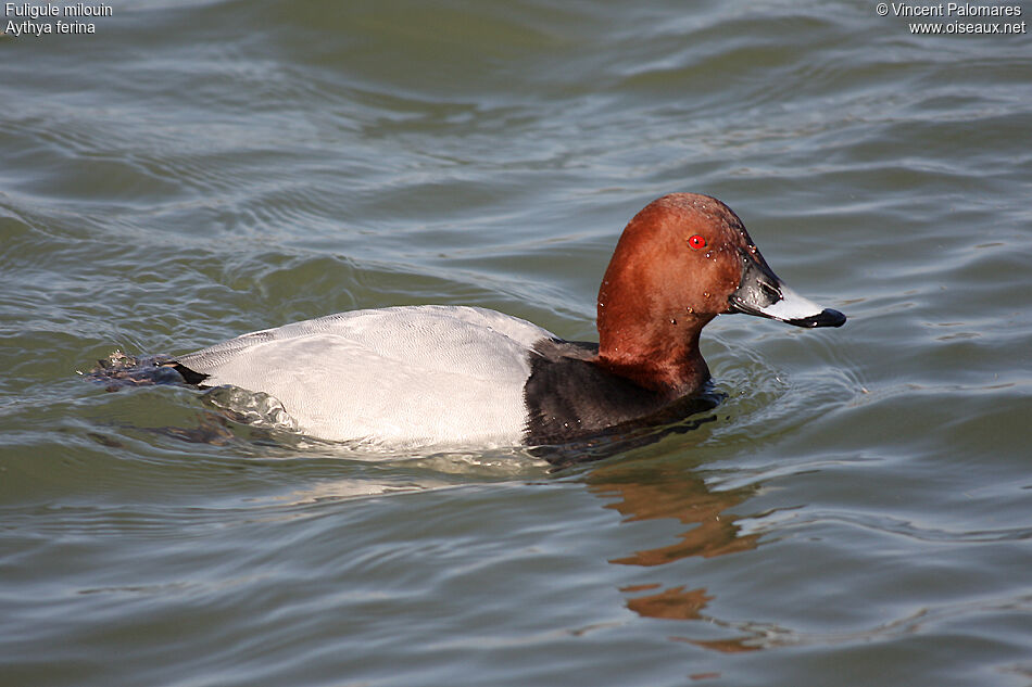 Common Pochard male