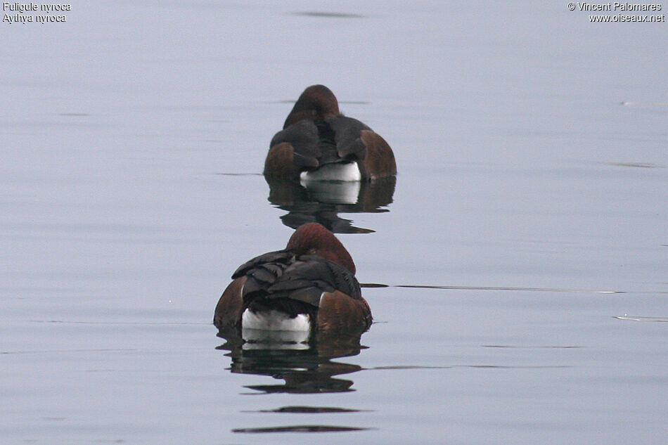 Ferruginous Duck
