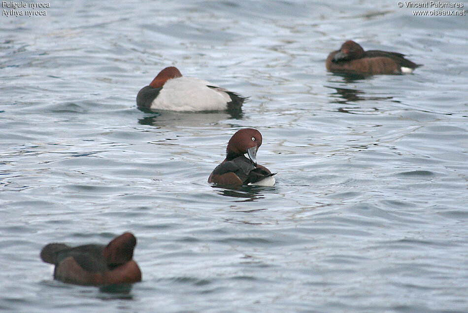 Ferruginous Duck male