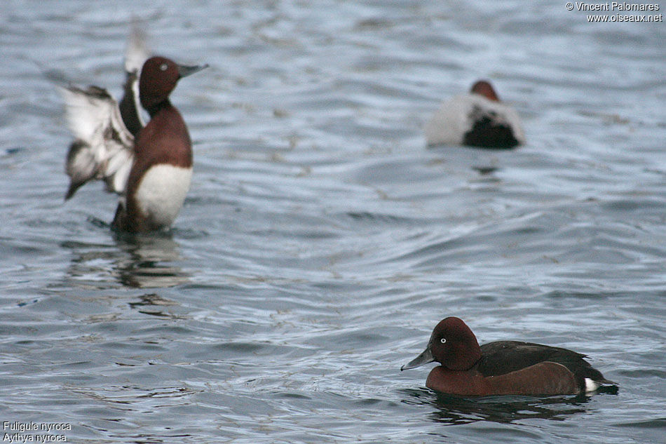Ferruginous Duck male