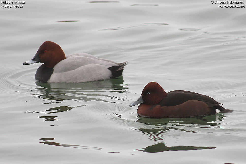Ferruginous Duck male