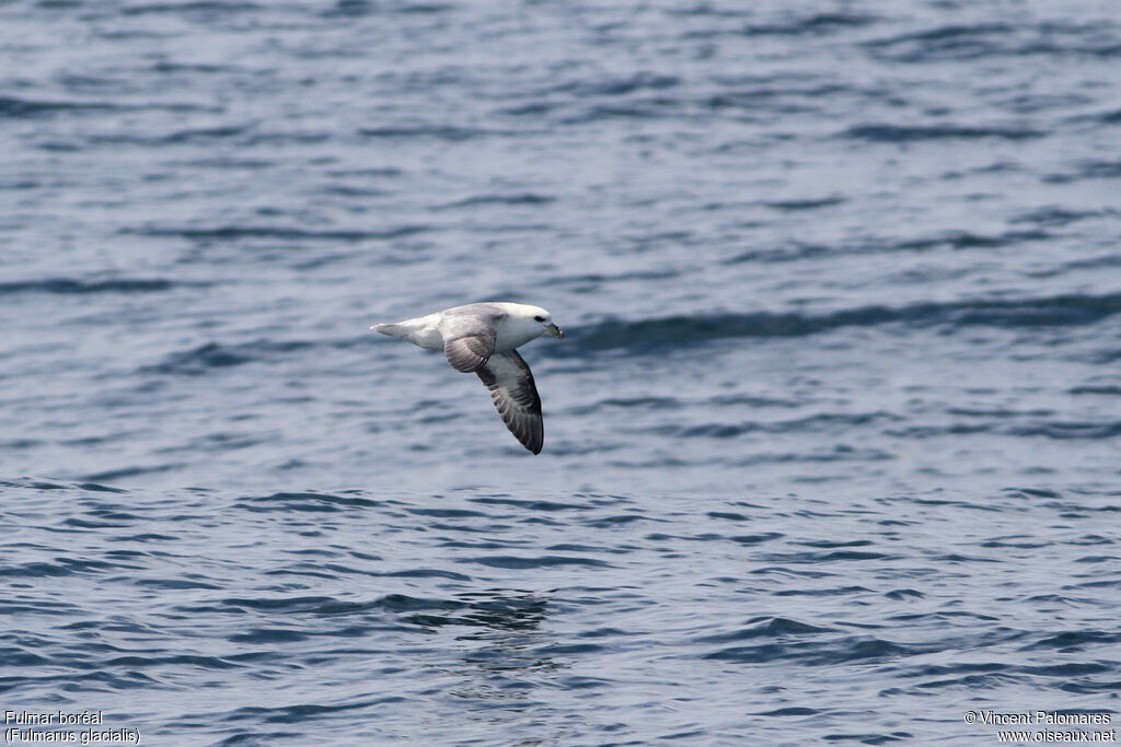 Fulmar boréal