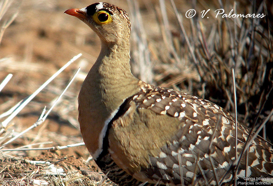 Double-banded Sandgrouse