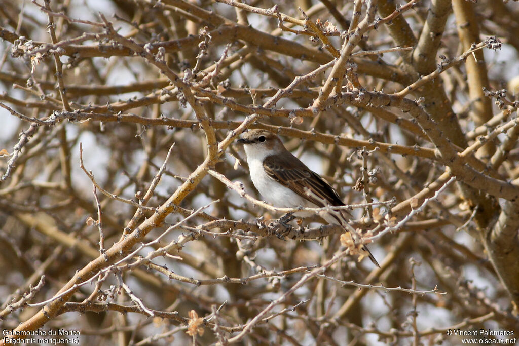 Gobemouche du Marico