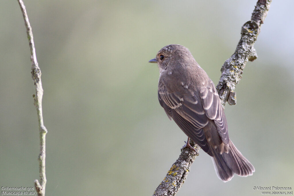 Spotted Flycatcherjuvenile