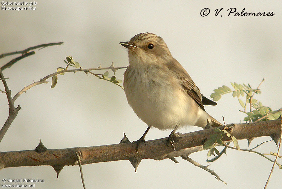 Spotted Flycatcher