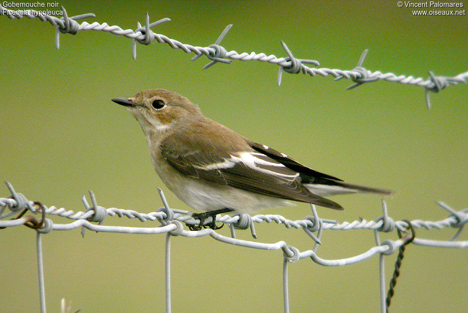 European Pied Flycatcher