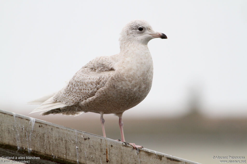 Iceland GullSecond year