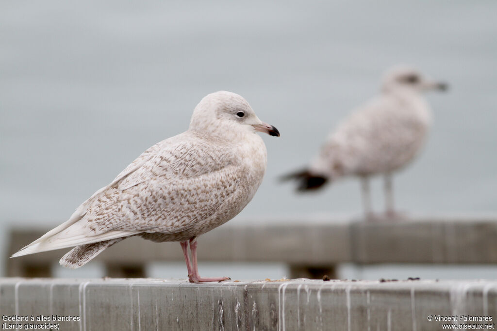 Iceland GullSecond year