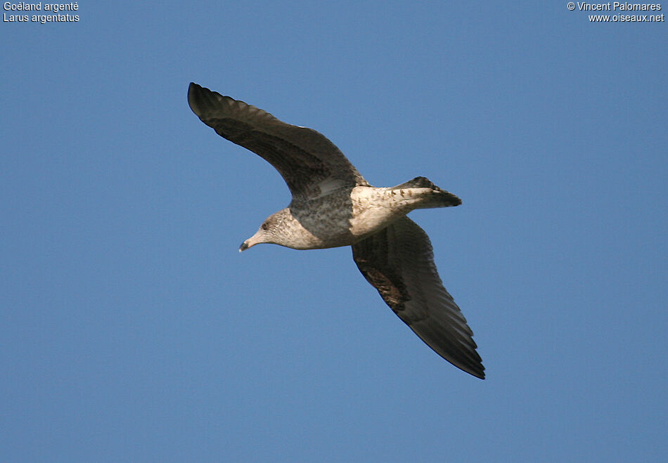 European Herring Gull