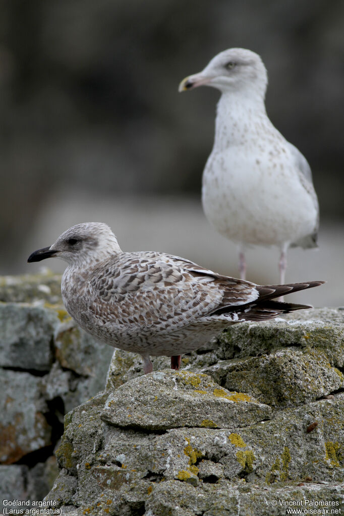 European Herring GullFirst year