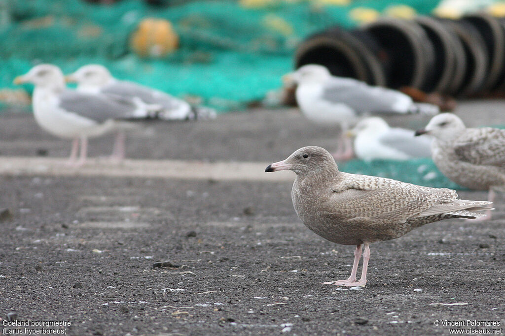 Glaucous GullFirst year