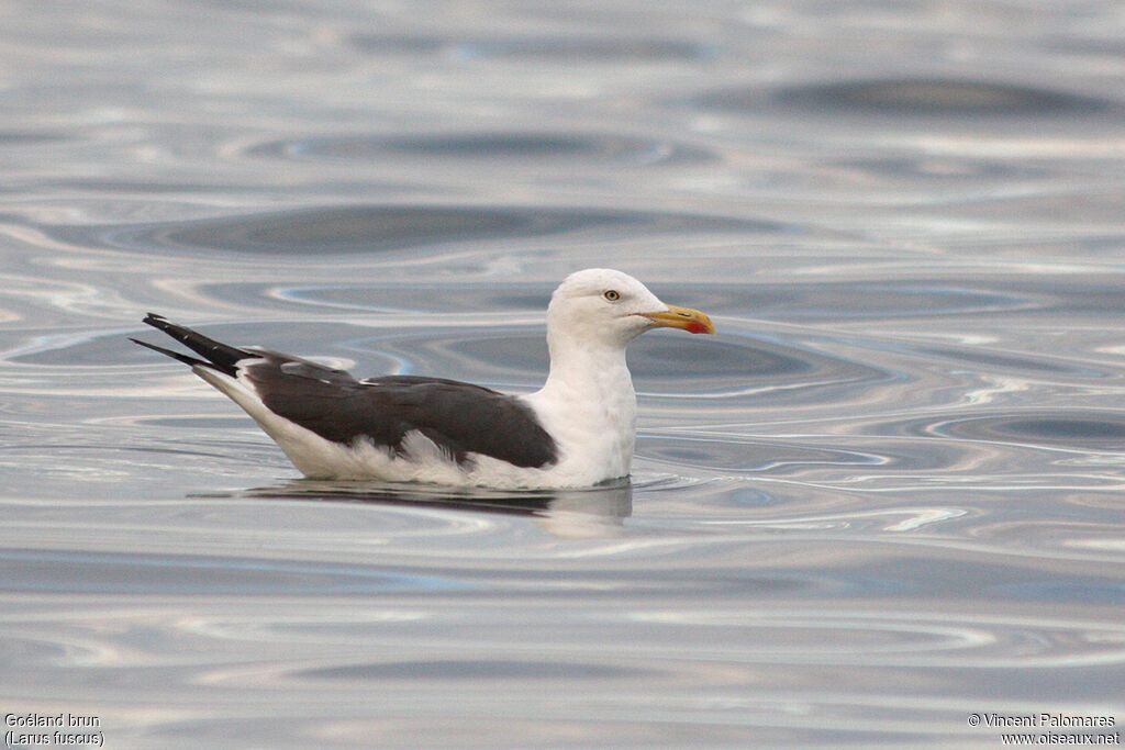 Lesser Black-backed Gull