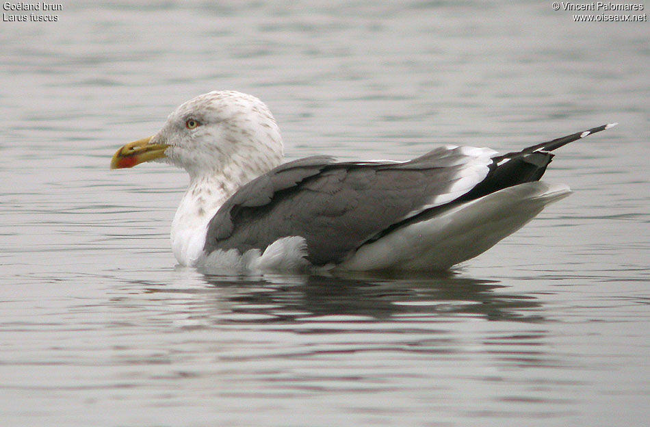 Lesser Black-backed Gull