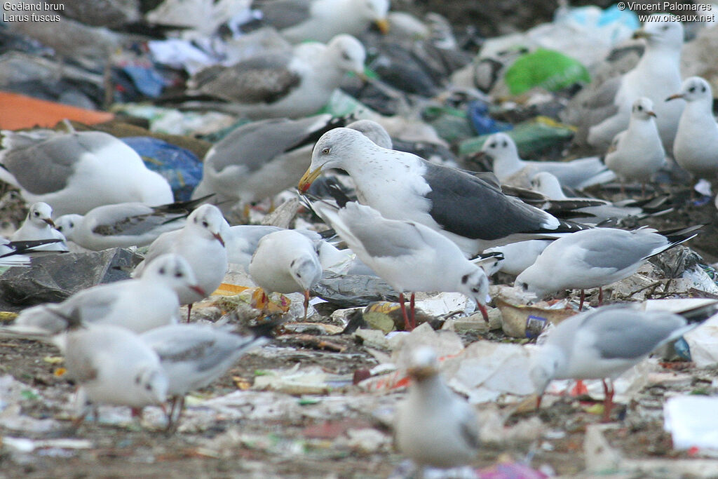 Lesser Black-backed Gull