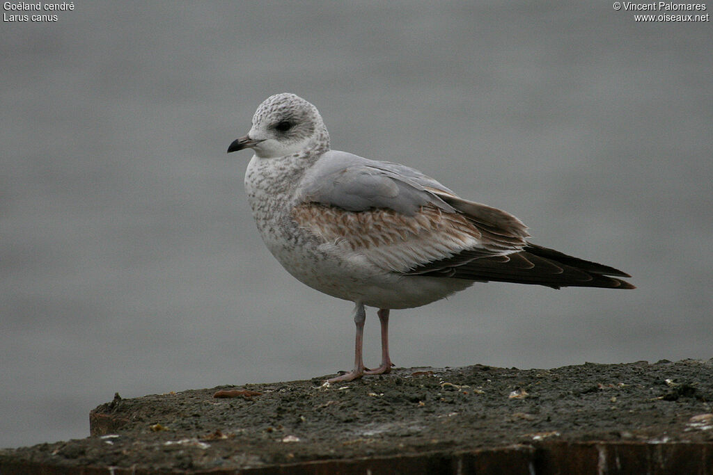 Common Gull
